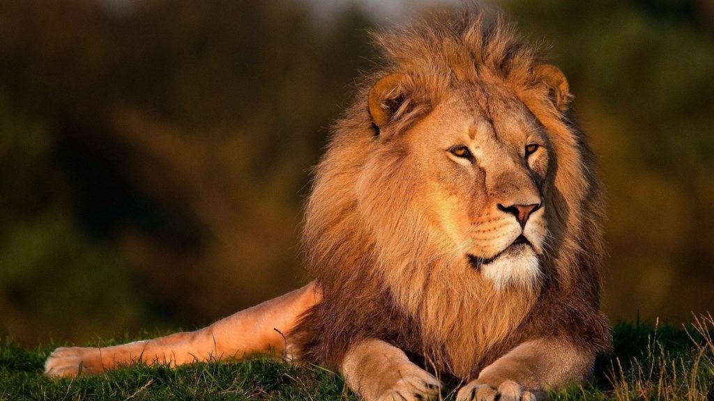 lion in brown forest, resting.