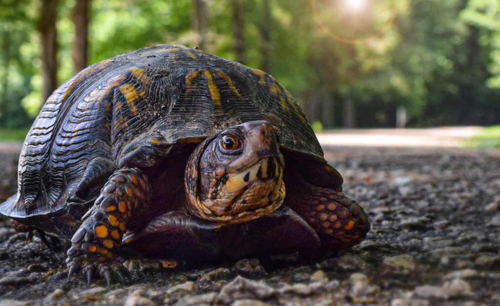Picture of a tortoise walking representing the idea of slow