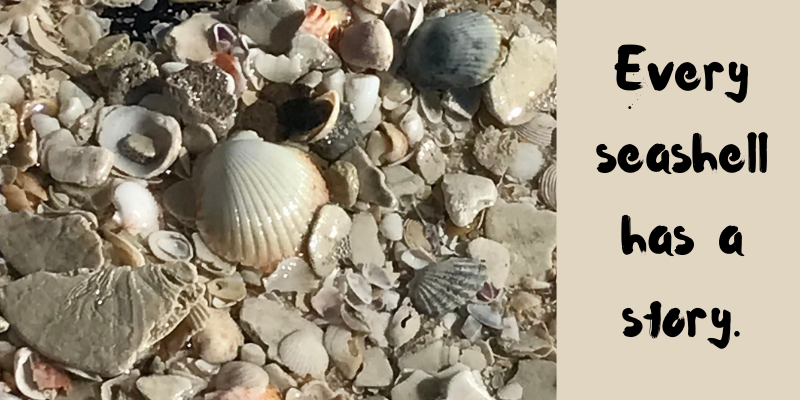 picture of sea shells with saying, every seashell has a story about the shape of our lives.
