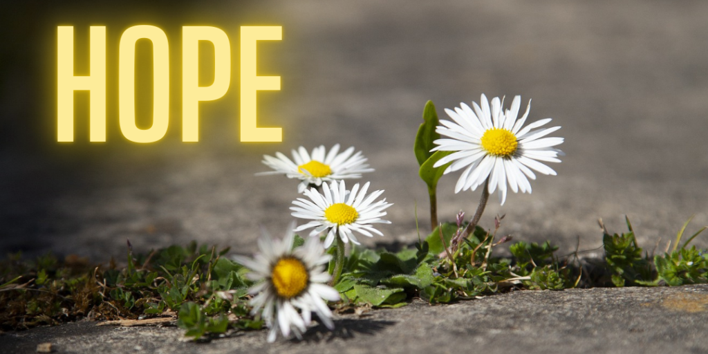 flower growing out of sidewalk representing hope