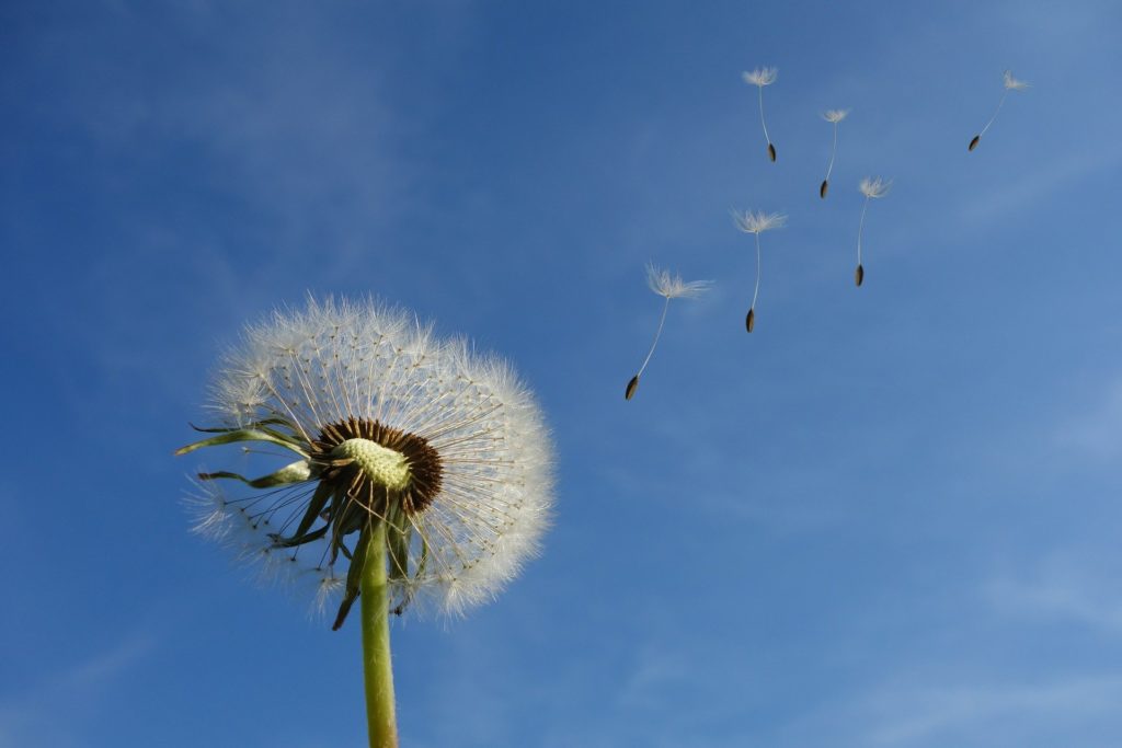 A picture of a dandelion, representing a breeze, wind, zephyr.