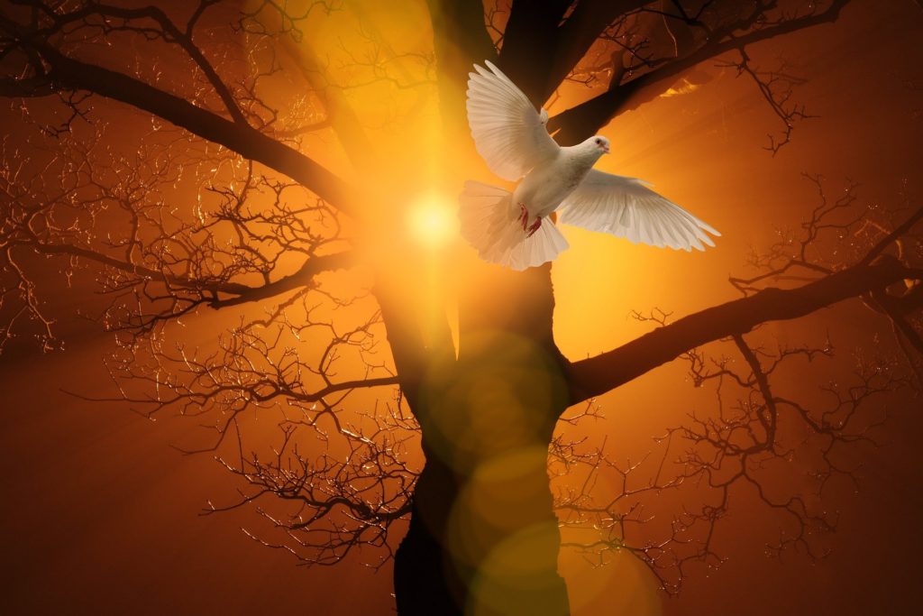 A picture of a dove representing the spirit of God and Pentecost.
