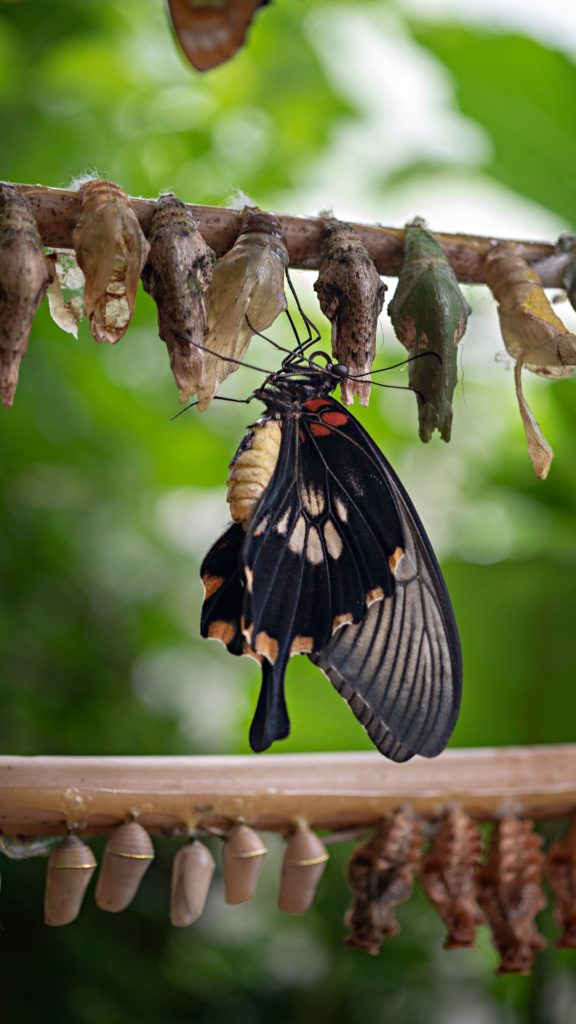 a picture of a butterfly with chrysalis, representing metamorphosis, from sin to new creation