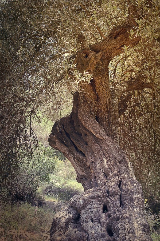 Ancient olive tree in Jerusalem