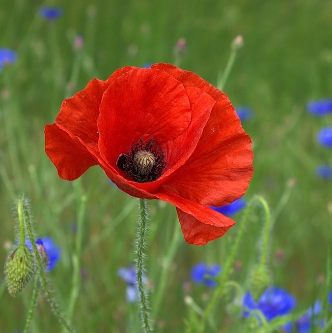 a red poppy, nature's bounty, my ordinary day